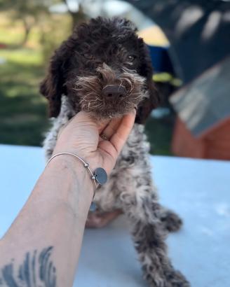 Cuccioli di Lagotto romagnolo
