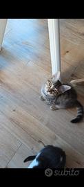 Gattino tigro