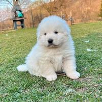 Pastore maremmano abruzzese cucciolo maschio