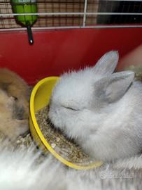 Conigli cuccioli testa di Leone