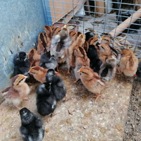 Pulcini e pulcinotti di varie razze ed età