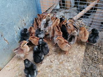 Pulcini e pulcinotti di varie razze ed età