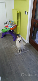 Volpino /spitz