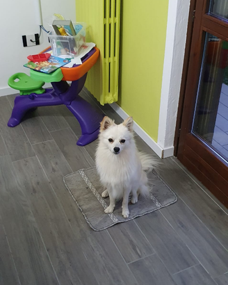 Volpino /spitz