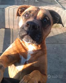 Artemis cagnolina 4 anni derivato BOXER adozione