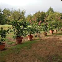 almeri di limoni