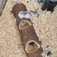 Criceti baby ROBOROSKY