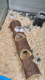 Criceti baby ROBOROSKY