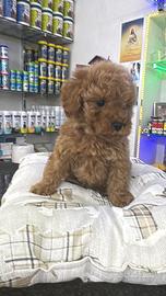 Cuccioli di barboncino mini