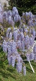 Glicine Wisteria Lilla