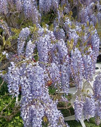 Glicine Wisteria Lilla