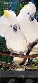 Coppia cacatua Olpthalmica