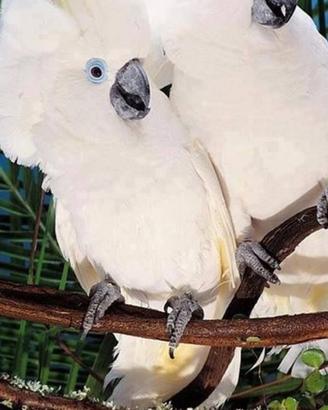 Coppia cacatua Olpthalmica