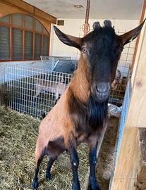 Maschio camosciate delle Alpi originale