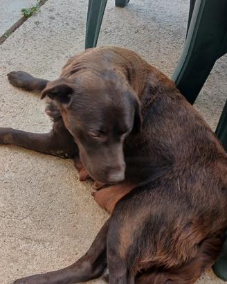 Cucciola labrador cioccolato