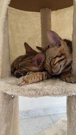 Cuccioli di gatto Bengala maschio e femmina