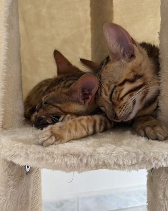 Cuccioli di gatto Bengala maschio e femmina