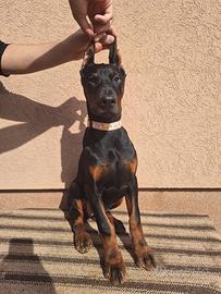 Doberman