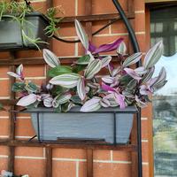 Piante Tradescantia in balconate lunghezza  30 cm.