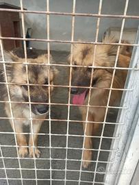 Due volpini cuccioloni taglia piccola in adozione