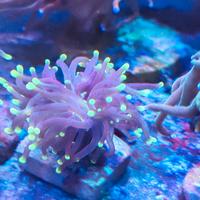 Corallo Euphyllia rasta