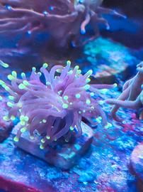 Corallo Euphyllia rasta