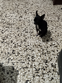 Jas chihuahua mini Toy con pedigree