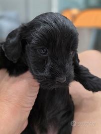 Cuccioli di Maltipoo