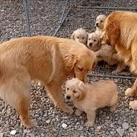 Golden retriever linea americana con pedegree