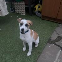 Cane taglia piccola di nome Leo Gratis