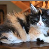Proponetemi una Maine Coon calico