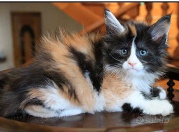 Proponetemi una Maine Coon calico