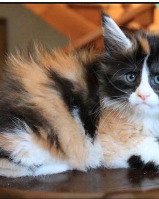 Proponetemi una Maine Coon calico