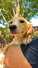 cuccioli labrador meticcio