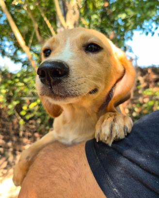 cuccioli labrador meticcio