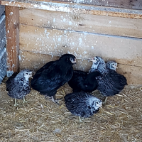 Disponibile araucana collo argento