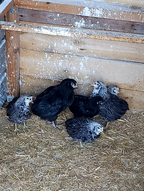 Disponibile araucana collo argento