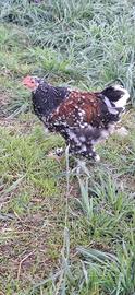 Galline ornamentali