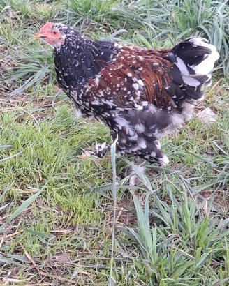 Galline ornamentali