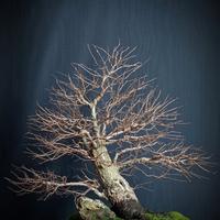 Olmo campestre (Ulmus minor)