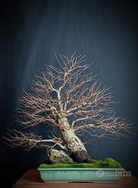 Olmo campestre (Ulmus minor)