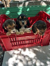 Beagle cuccioli