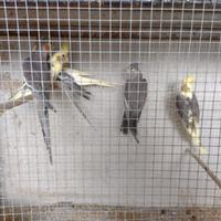 Pappagalli calopsite