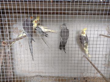 Pappagalli calopsite