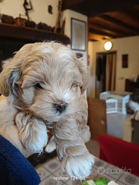 Maltipoo femmina