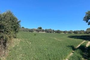 Terreno di 10000 m² a Spoltore