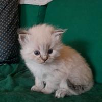 Siberiano Neva Masquerade