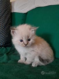 Siberiano Neva Masquerade