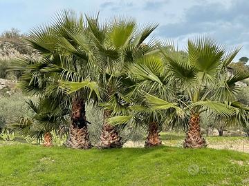 Piante ornamentali