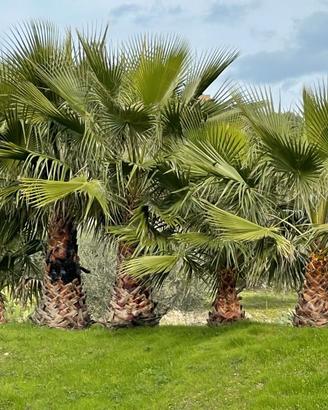 Piante ornamentali